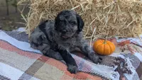 Penny, a female Bernedoodle for sale in Kansas City, MO – 4 of 6