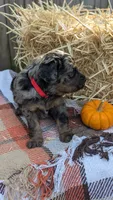 Cider, a male Bernedoodle for sale in Kansas City, MO – 6 of 6
