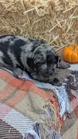 Goldie (Marigold), a female Bernedoodle for sale in Kansas City, MO – 7 of 7