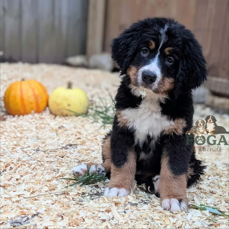 Maple – Bernese Mountain Dog puppy for sale in Kansas City, MO