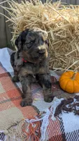 Cider, a male Bernedoodle for sale in Kansas City, MO – 4 of 6