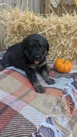 Mocha, a female Bernedoodle for sale in Kansas City, MO – 3 of 6