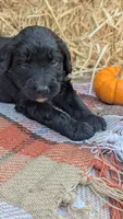 Honey (HoneyCrisp), a female Bernedoodle for sale in Kansas City, MO – 7 of 9