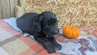 Honey (HoneyCrisp), a female Bernedoodle for sale in Kansas City, MO – 2 of 9