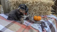Rusty, a male Bernedoodle for sale in Kansas City, MO – 2 of 8