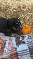 Cinnamon, a female Bernedoodle for sale in Kansas City, MO – 3 of 6
