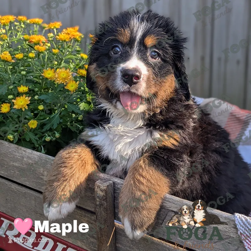 Maple – Bernese Mountain Dog puppy for sale in Kansas City, MO