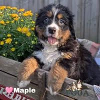 Maple, a female Bernese Mountain Dog for sale in Kansas City, MO – 1 of 1