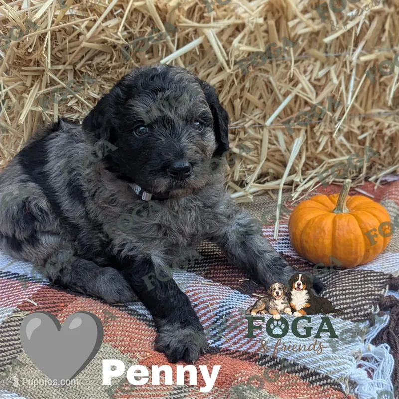 Penny – Bernedoodle puppy for sale in Kansas City, MO