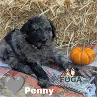 Penny, a female Bernedoodle for sale in Kansas City, MO – 1 of 6