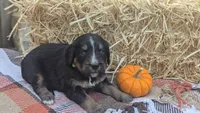 Cinnamon, a female Bernedoodle for sale in Kansas City, MO – 4 of 6