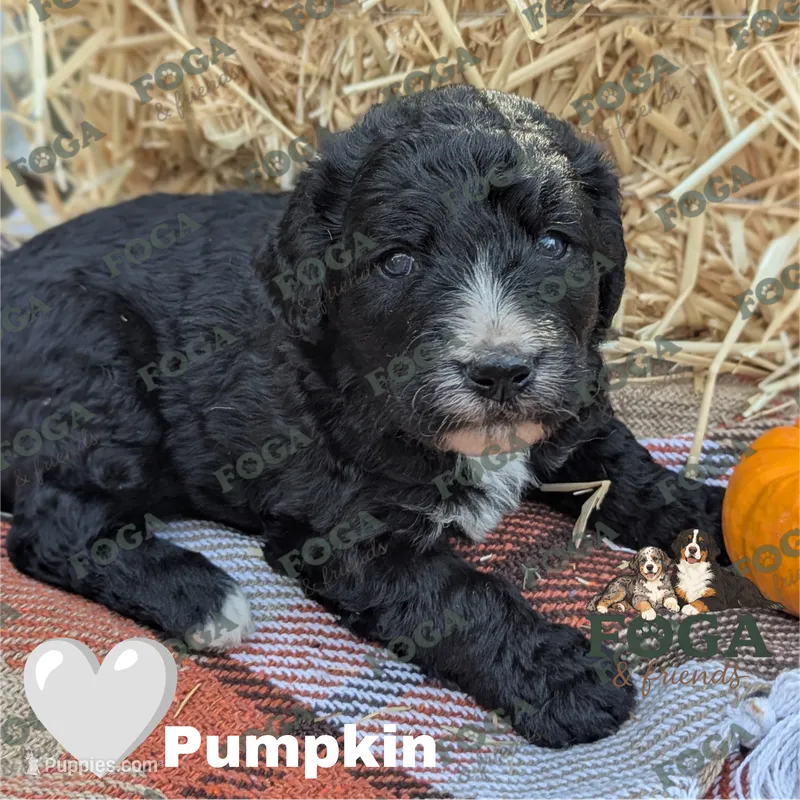 Pumpkin – Bernedoodle puppy for sale in Kansas City, MO