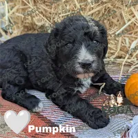 Pumpkin, a female Bernedoodle for sale in Kansas City, MO – 1 of 7