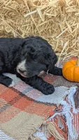 Pumpkin, a female Bernedoodle for sale in Kansas City, MO – 6 of 7