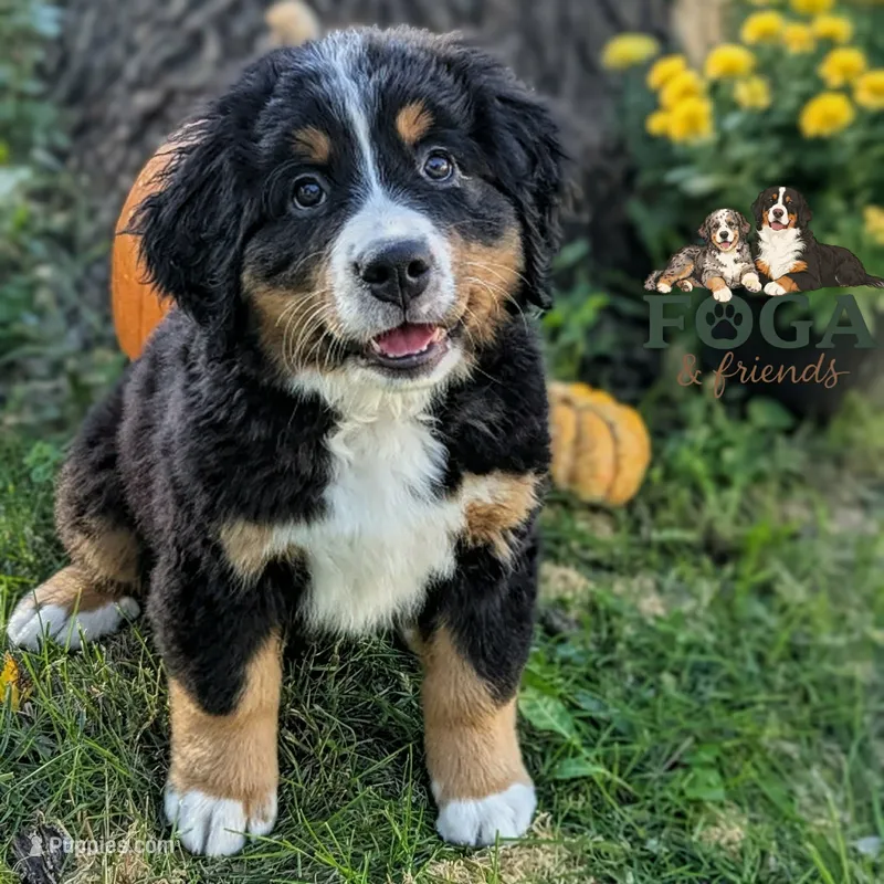 Hazel – Bernese Mountain Dog puppy for sale in Kansas City, MO