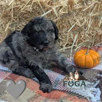 Penny, a female Bernedoodle for sale in Kansas City, MO – 5 of 6