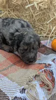 Cider, a male Bernedoodle for sale in Kansas City, MO – 5 of 6