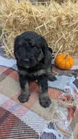 Mocha, a female Bernedoodle for sale in Kansas City, MO – 6 of 6
