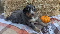 Rusty, a male Bernedoodle for sale in Kansas City, MO – 5 of 8