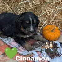 Cinnamon, a female Bernedoodle for sale in Kansas City, MO – 1 of 6