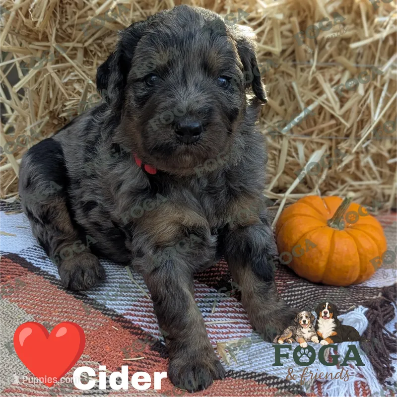Cider – Bernedoodle puppy for sale in Kansas City, MO