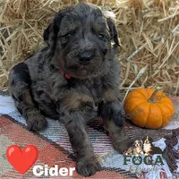 Cider, a male Bernedoodle for sale in Kansas City, MO – 1 of 6