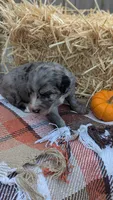 Ginger, a female Bernedoodle for sale in Kansas City, MO – 7 of 7