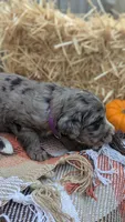 Ginger, a female Bernedoodle for sale in Kansas City, MO – 4 of 7