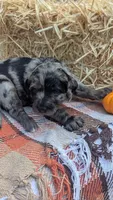 Goldie (Marigold), a female Bernedoodle for sale in Kansas City, MO – 6 of 7