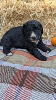 Pumpkin, a female Bernedoodle for sale in Kansas City, MO – 7 of 7