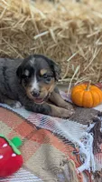 Rusty, a male Bernedoodle for sale in Kansas City, MO – 4 of 8