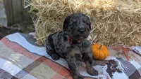 Cider, a male Bernedoodle for sale in Kansas City, MO – 2 of 6