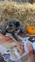 Ginger, a female Bernedoodle for sale in Kansas City, MO – 5 of 7