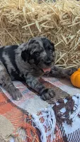 Goldie (Marigold), a female Bernedoodle for sale in Kansas City, MO – 5 of 7