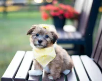 Bella, a female Havanese for sale in North Lawrence, OH – Photo 1 of 2