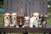 Bella, a female Havanese for sale in North Lawrence, OH – Photo 2 of 2