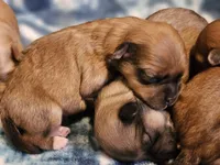 Louie, a male Havanese for sale in North Lawrence, OH – Photo 2 of 2