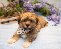 Louie, a male Havanese for sale in North Lawrence, OH – Photo 1 of 2