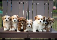 Sammy, a male Havanese for sale in North Lawrence, OH – Photo 2 of 2