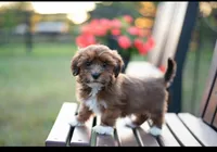 Sammy, a male Havanese for sale in North Lawrence, OH – Photo 1 of 2
