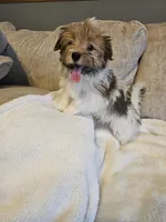 Luke, a male Havanese for sale in North Lawrence, OH – Photo 1 of 4