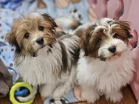 Luke, a male Havanese for sale in North Lawrence, OH – Photo 2 of 4