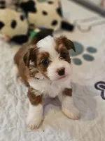 Red Havanese, a female Havanese for sale in North Lawrence, OH – Photo 4 of 5