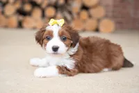 Red Havanese, a female Havanese for sale in North Lawrence, OH – Photo 1 of 5