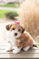 Red Havanese, a female Havanese for sale in North Lawrence, OH – Photo 2 of 5