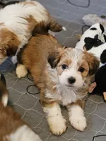 Red Havanese, a female Havanese for sale in North Lawrence, OH – Photo 3 of 5