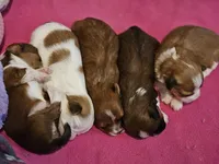 Red Havanese, a female Havanese for sale in North Lawrence, OH – Photo 5 of 5