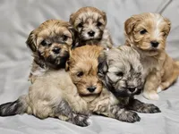 Gracie, a female Havanese for sale in North Lawrence, OH – Photo 5 of 6