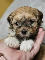 Gracie, a female Havanese for sale in North Lawrence, OH – Photo 3 of 6