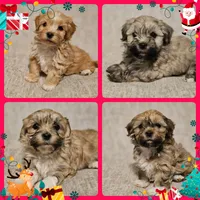 Gracie, a female Havanese for sale in North Lawrence, OH – Photo 2 of 6